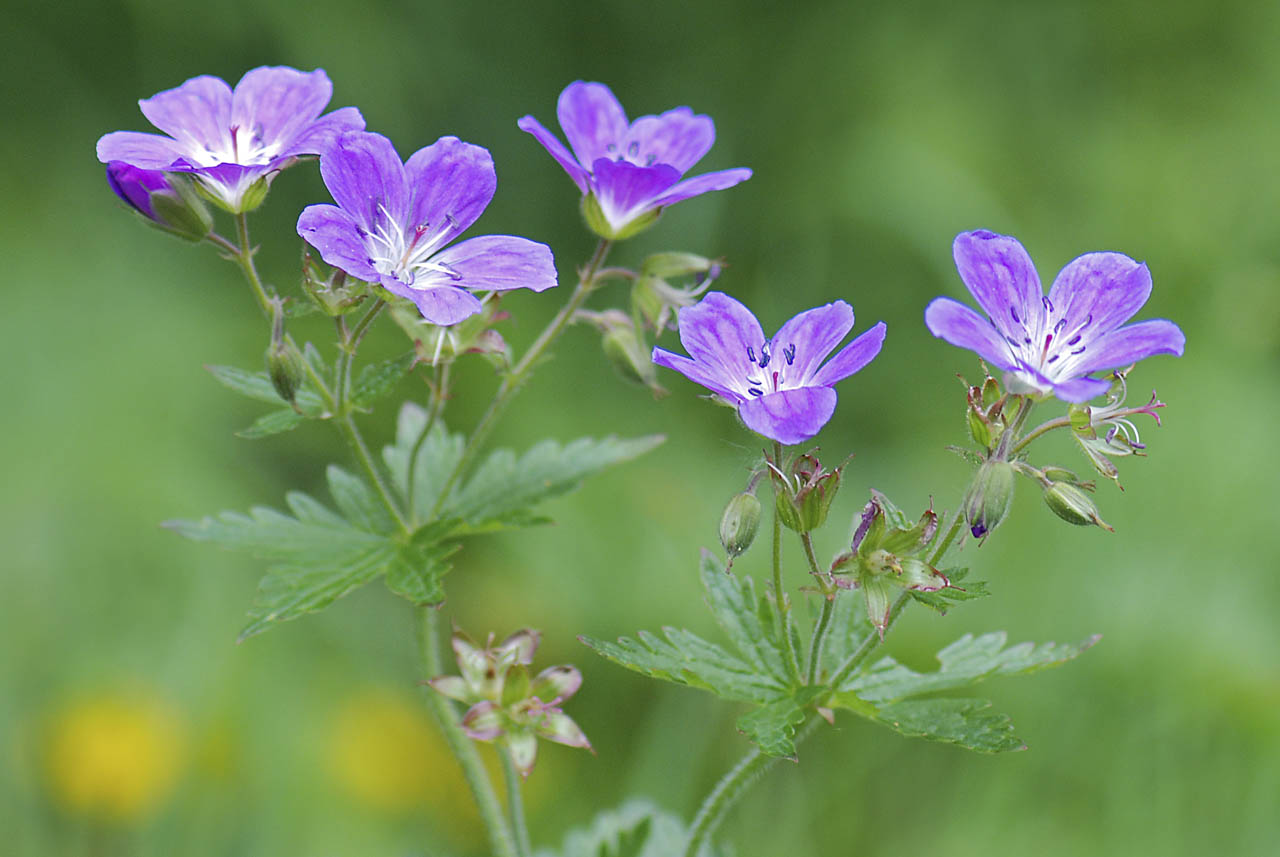 Geranium sylvaticum / Geranio silvano